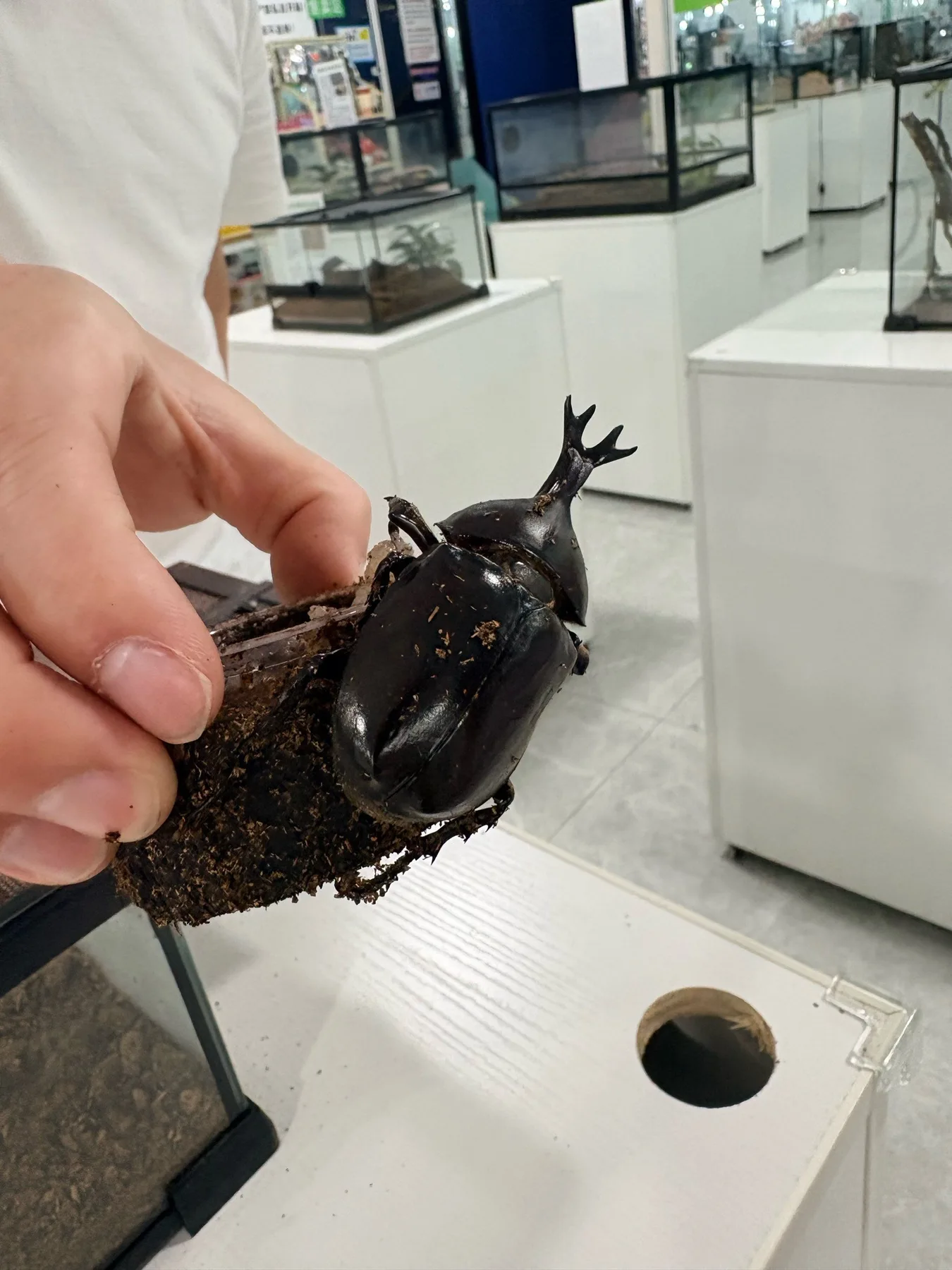Photo 5 from Shanghai Live Insect Exhibition · Reptile Pet Interactive Center