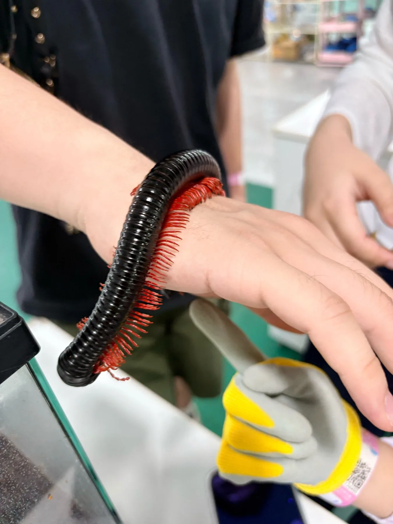 Photo 9 from Shanghai Live Insect Exhibition · Reptile Pet Interactive Center
