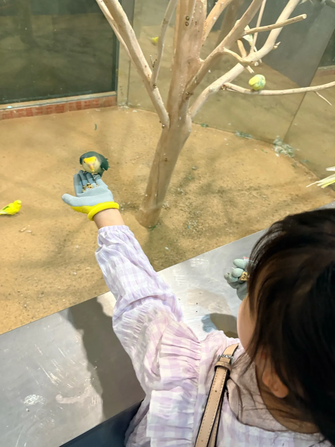 Photo 16 from Shanghai Live Insect Exhibition · Reptile Pet Interactive Center