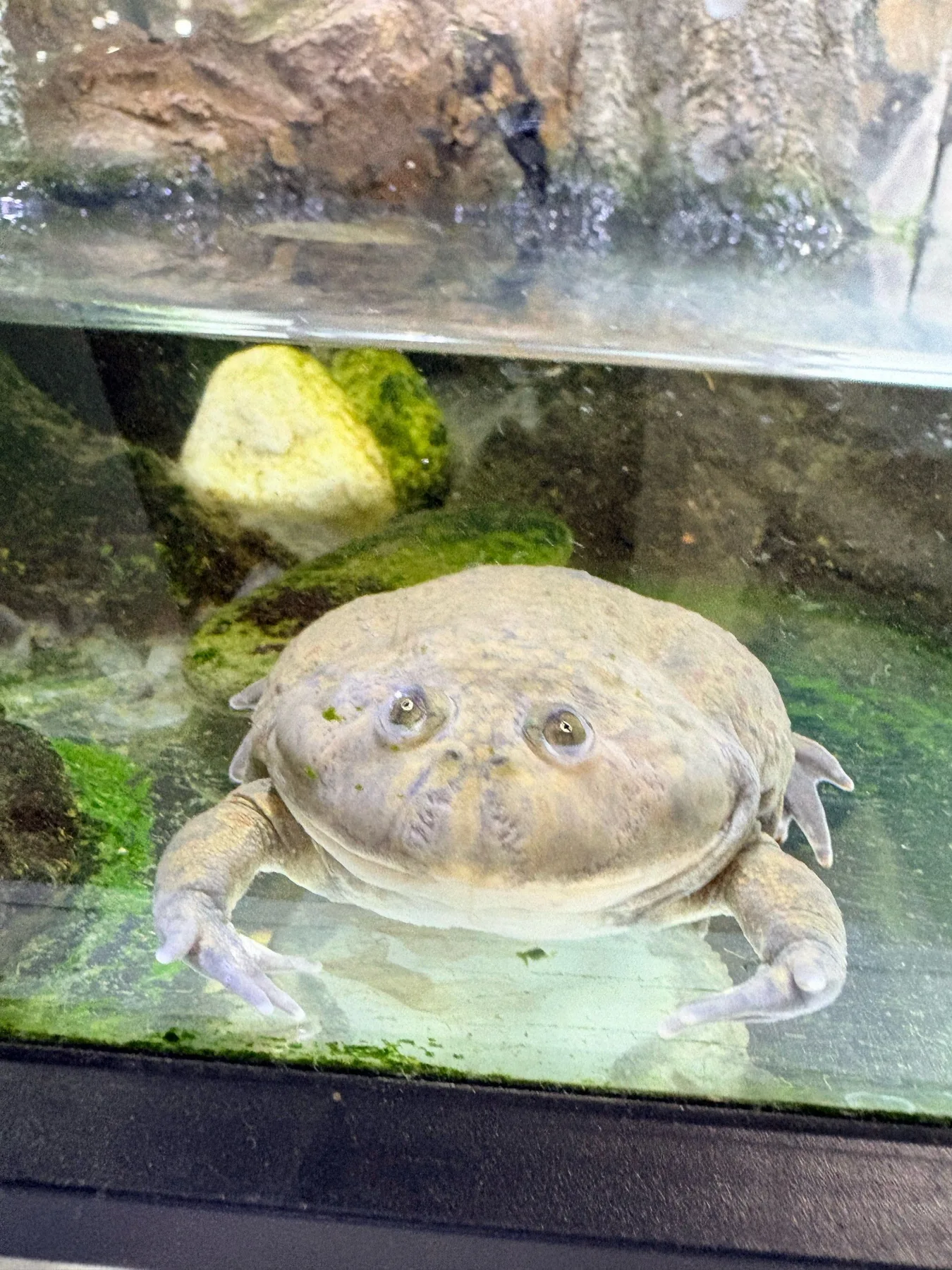 Photo 17 from Shanghai Live Insect Exhibition · Reptile Pet Interactive Center