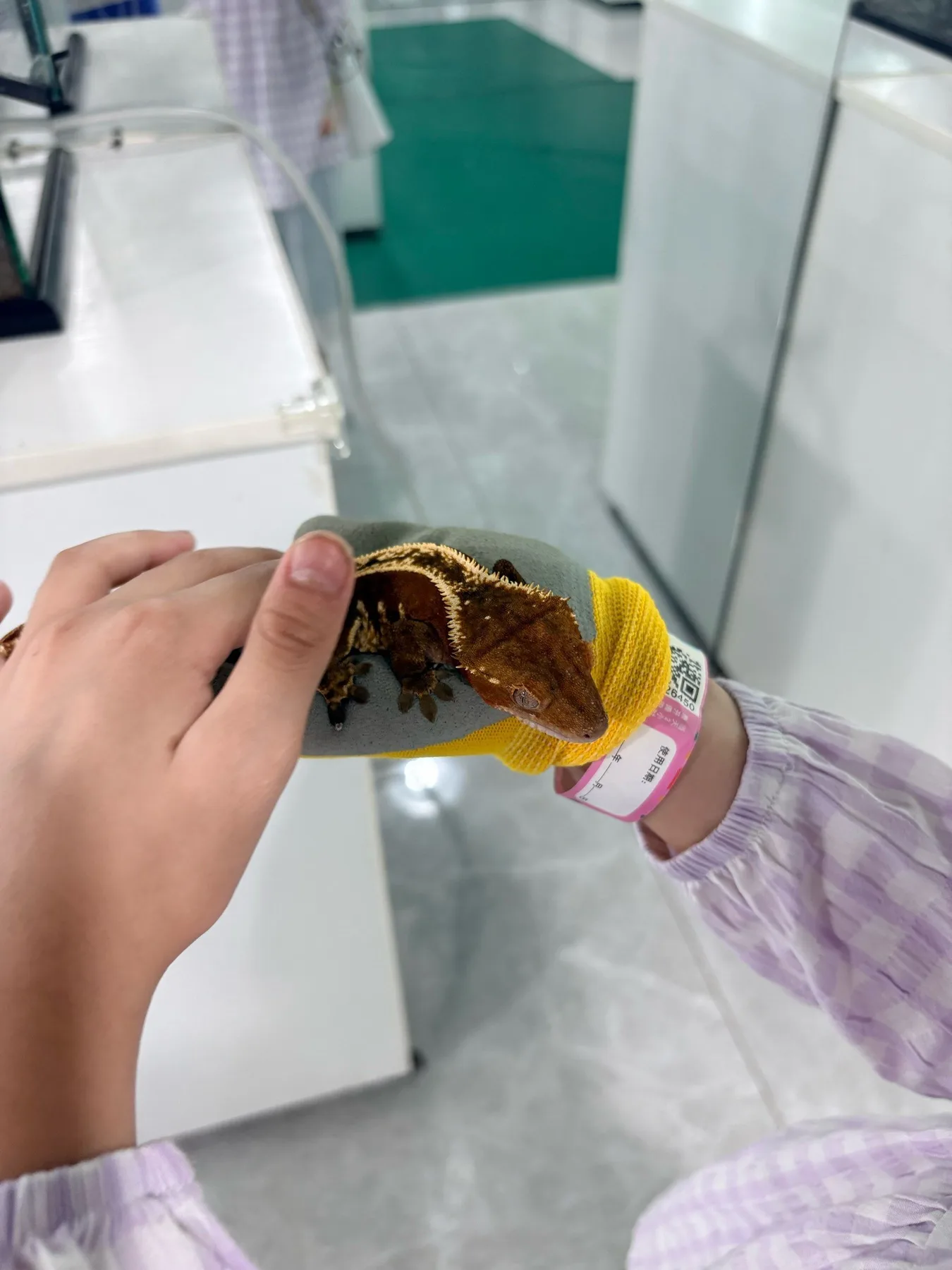 Photo 18 from Shanghai Live Insect Exhibition · Reptile Pet Interactive Center